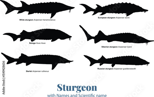 Freshwater Sturgeon Fish Silhouette Vector Set with Scientific Names for Biology and Education and infographics