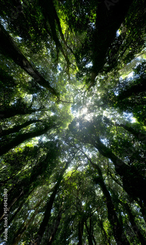 Captivating canopy a verdant spectacle of towering trees reaching towards the radiant sky above creating a serene natural sanctuary
