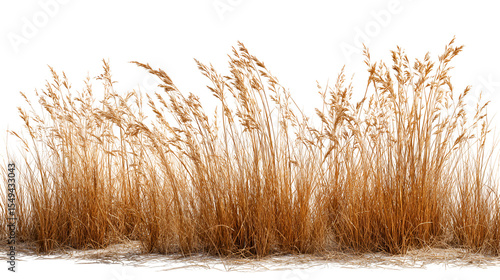 Golden tall grasses in winter landscape