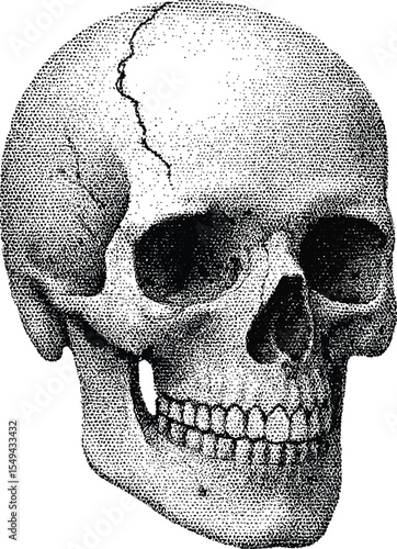 Memento Mori: A detailed illustration of a human skull, meticulously rendered to evoke contemplation of mortality, science, and the human body. 