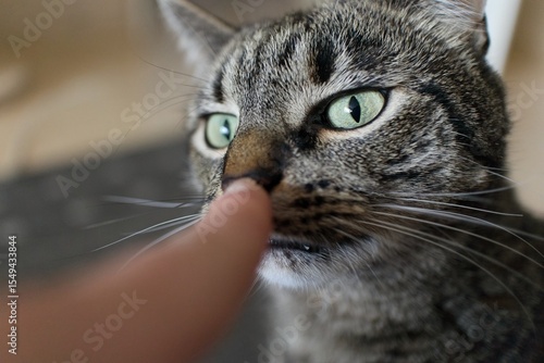 boop the nose of a cat - cat squints at the finger