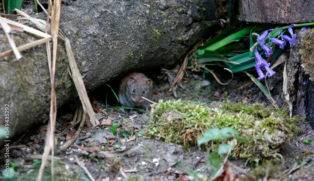 Obraz premium Bank voles beneath the bird feeders