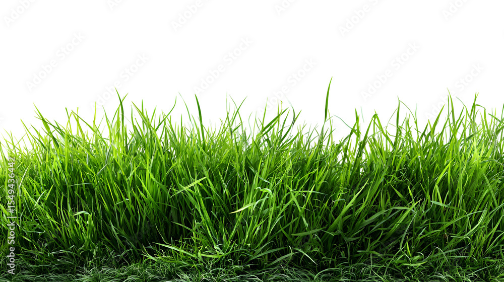 Fototapeta premium Lush Green Grass Blades Isolated on Black Background