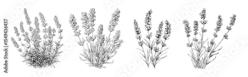 Flower sketch of lavender illustration in vintage vector style with white and black line art. Drawing and outline design for botanical ink frame or floral collection.