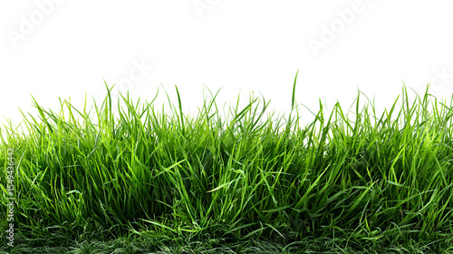 Cuadro en lienzo Lush Green Grass Blades Isolated on Black Background