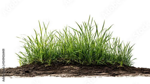 Lush green grass on dark soil isolated