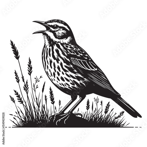 vector illustration of a bird