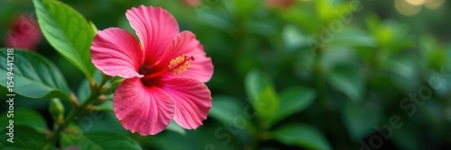 Deep pink and coral hibiscus bursting with color against green foliage , flower power, Polynesia
