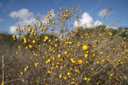 field of dandelions