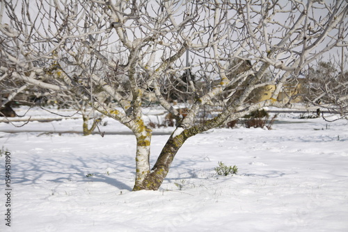 tree in winter
