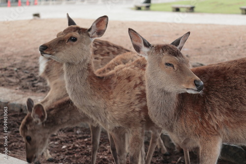 奈良　奈良公園　奈良の鹿　奈良直