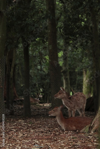 奈良　奈良公園　奈良の鹿　奈良鹿