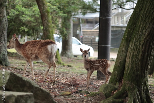 奈良　奈良公園　奈良の鹿　奈良鹿