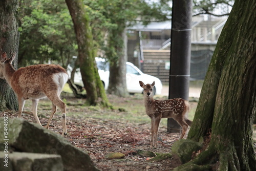 奈良　奈良公園　奈良の鹿　奈良鹿