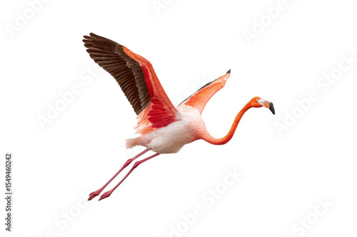 American flamingo in flight vibrant pink and red plumage isolated transparent background