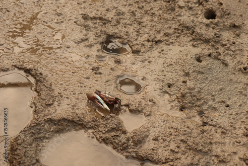fiddler crab on a tidal flat