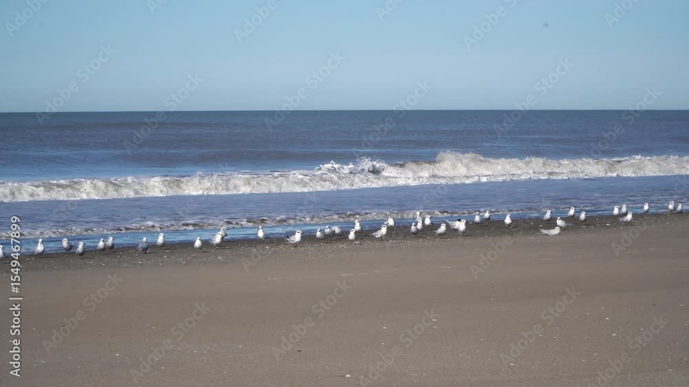 Bandada de gaviotas en la playa Bandada de gaviotas en la playa