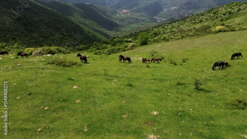 Wild Horses Grazing in the Ligurian Hills near Pizzo Evigno
