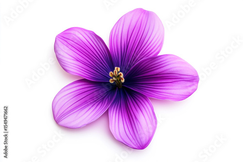 Isolated purple flower with five petals and yellow center on a white background