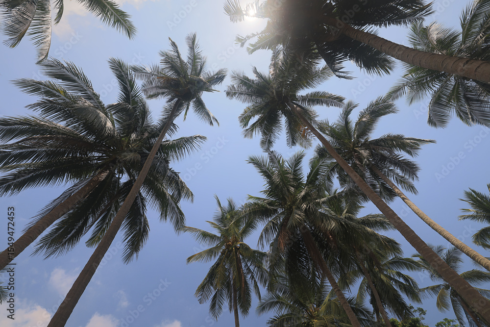 Obraz premium palm trees in a southern resort, background image for design