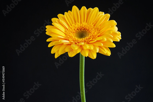 A single yellow gerbera daisy with a green stem against a dark black background