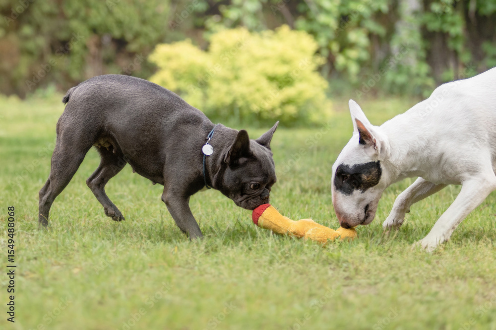 French Bulldog and Bull Terrier playing together on grass French Bulldog and Bull Terrier playing together on grass