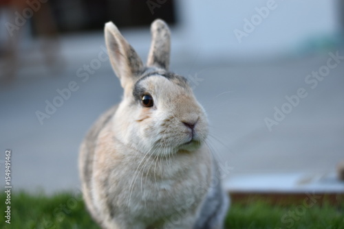 Adorable Close-Up of a Curious Rabbit in the Garden