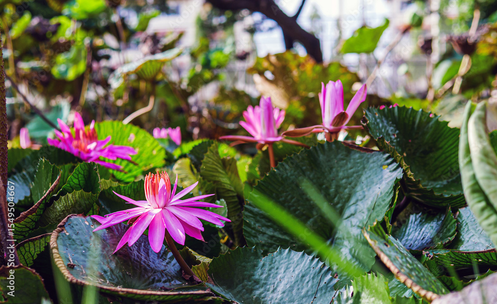 Obraz premium Beautiful pink lotus or waterlily and white lotus leaf in the pond. lotus flower background