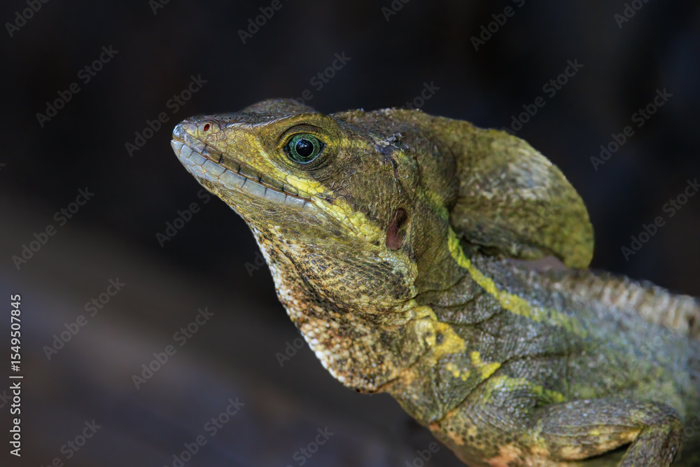 Obraz premium Male Basilisk Jesus Lizard Profile View