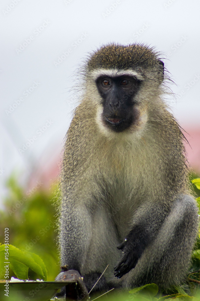 Fototapeta premium Male vervet monkey