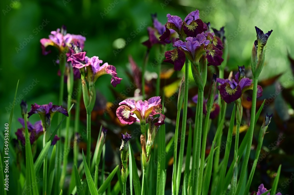 Naklejka premium Purple Irises in bloom