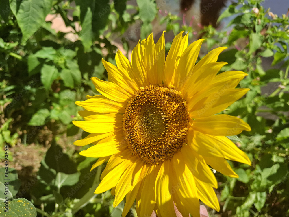 Obraz premium Girasole