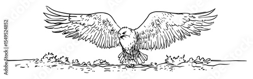 eagle landing with wings fully spread hand drawn vector