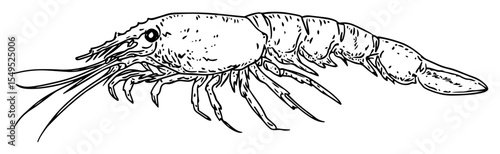 hand drawn shrimp prawn vector illustration
