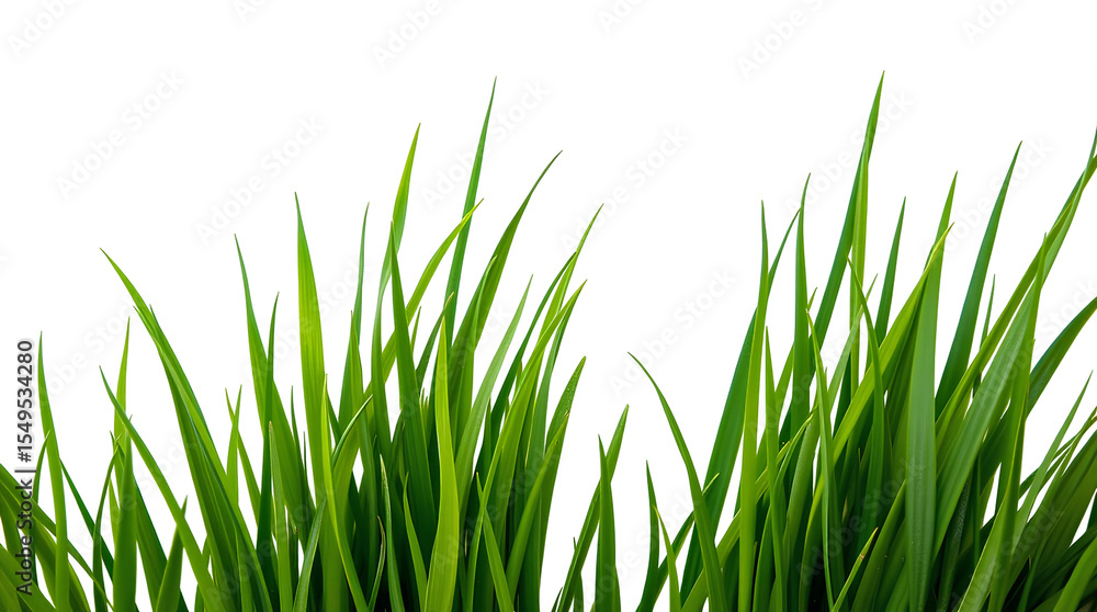 Fototapeta premium Photo of green lawn tall brass blades isolated on transparent background