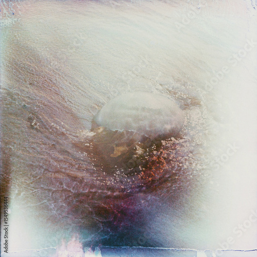 jellyfish in the water