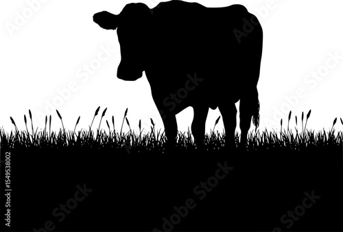 Ccow, grazing, grass, field, pasture, cattle, livestock, farmow grazing in grass field silhouette single cattle in pasture landscape black farm animal scene for agricultural countryside design element