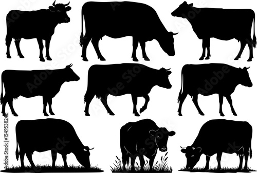 Grazing cattle herd silhouettes collection with cows in feeding and walking poses black farm livestock figures for agricultural pasture design elements