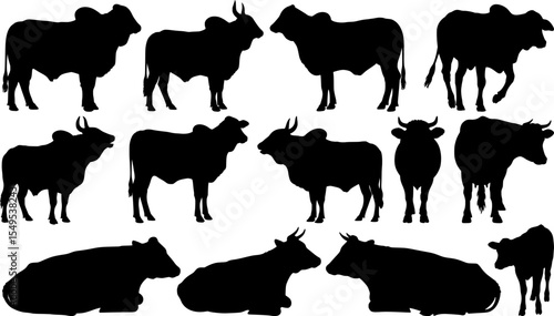 Cattle herd silhouettes with standing and resting cows various poses black farm livestock collection for agricultural ranch design elements set