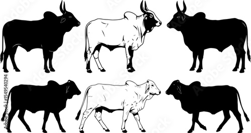 Black and white zebu cattle and bull silhouettes collection standing poses farm livestock figures for agricultural design elements set