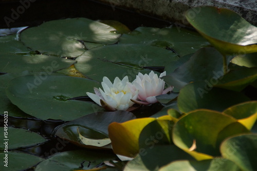 A water lily bathed in golden sunlight, gently floating on the water’s surface—capturing the essence of a peaceful moment under the sun. France.
