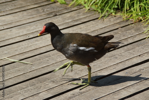 Bathed in golden sunlight, a black moorhen strides gracefully across the ground, its glossy feathers shimmering with hints of deep blue. 