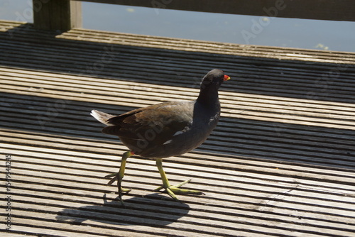 Bathed in golden sunlight, a black moorhen strides gracefully across the ground, its glossy feathers shimmering with hints of deep blue. 