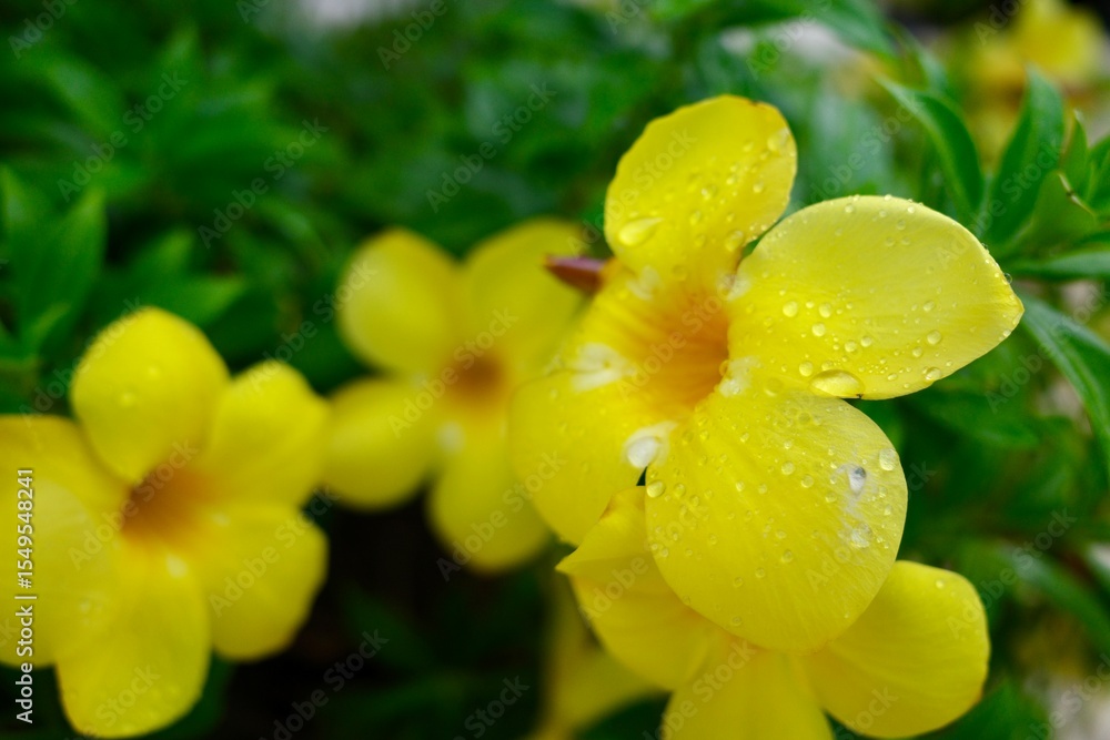 A vibrant close-up shot of a yellow Allamanda flower covered in fresh water droplets, set against a soft, natural green background. A vibrant close-up shot of a yellow Allamanda flower covered in fresh water droplets, set against a soft, natural green background.