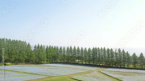 ネモフィラが美しく咲き誇る高原から眺める盆地