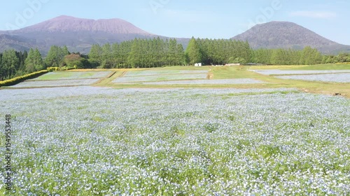 雄大な山々を背景に美しく咲き誇るポピーとネモフィラ
