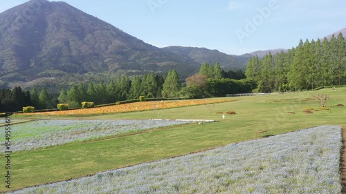 雄大な山々を背景に美しく咲き誇るポピーとネモフィラ