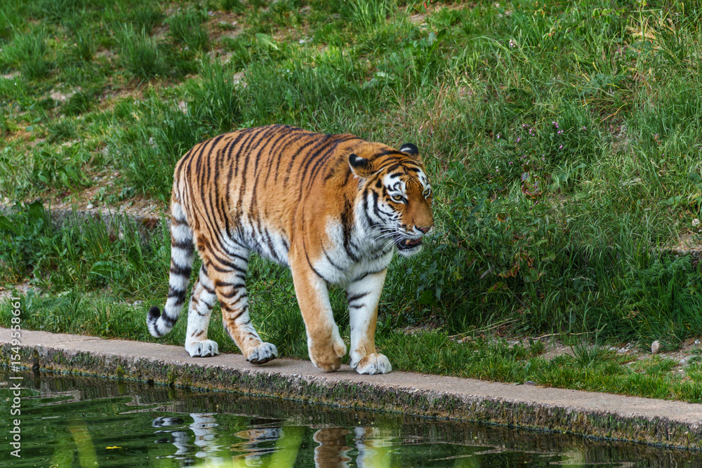 Fototapeta premium The Siberian tiger,Panthera tigris altaica in a park