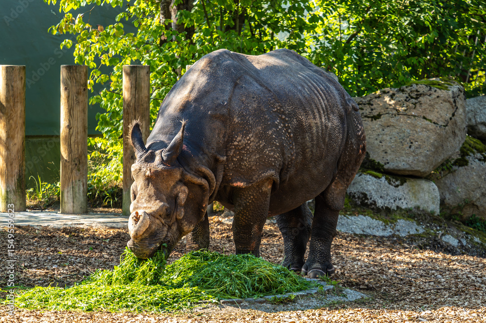 Fototapeta premium The Indian Rhinoceros, Rhinoceros unicornis aka Greater One-horned Rhinoceros