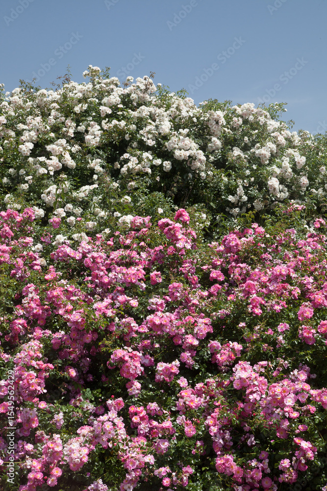 Obraz premium Massif de roses